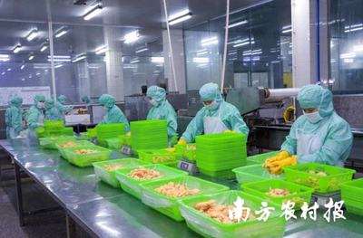 面包蝦、鳳尾蝦.年產量超2500噸!電白喊你來嘗對蝦預制菜